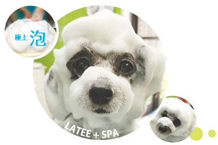 ~ ラテスパ(LATEE+SPA) ~