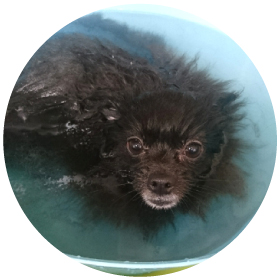 ~ 炭酸水トリートメント ~