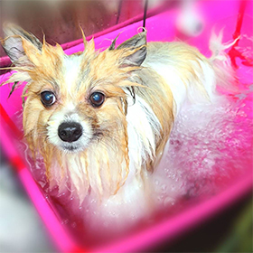 ~ オゾンバブル ~